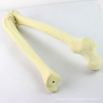 TF04 (12315) Huesos sintéticos - Fémur con Tibia (izquierda o derecha), Modelos SWABone / Esqueleto de la extremidad inferior